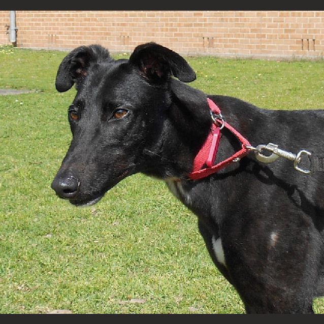 Photo of Storm   Checking Out My New Home