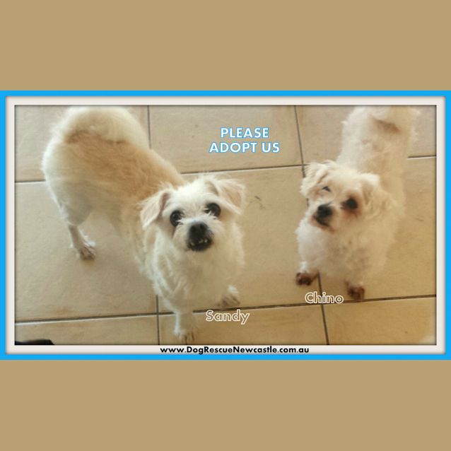 Photo of Sandy And Chino (On Trial 22/11/14)~ Maltese Pair