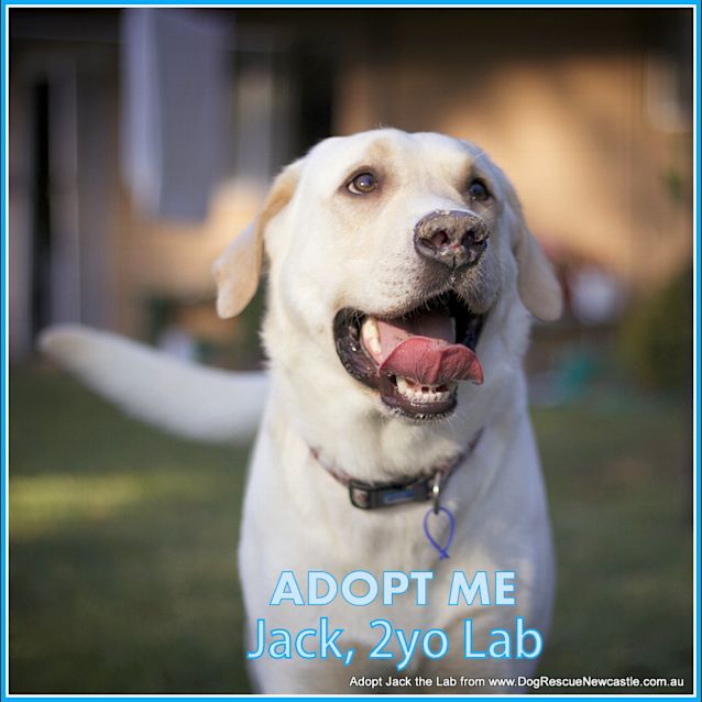 Photo of Jack The Labrador (On Trial 18/10/14)