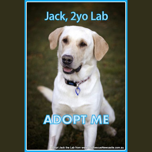 Photo of Jack The Labrador (On Trial 18/10/14)