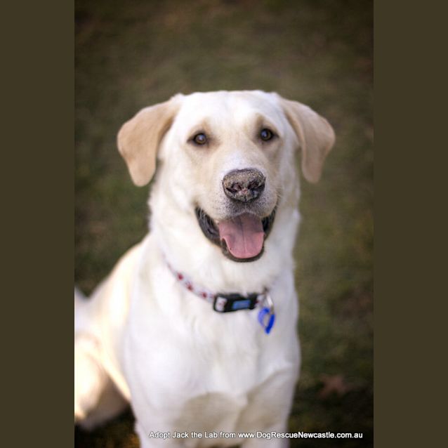 Photo of Jack The Labrador (On Trial 18/10/14)