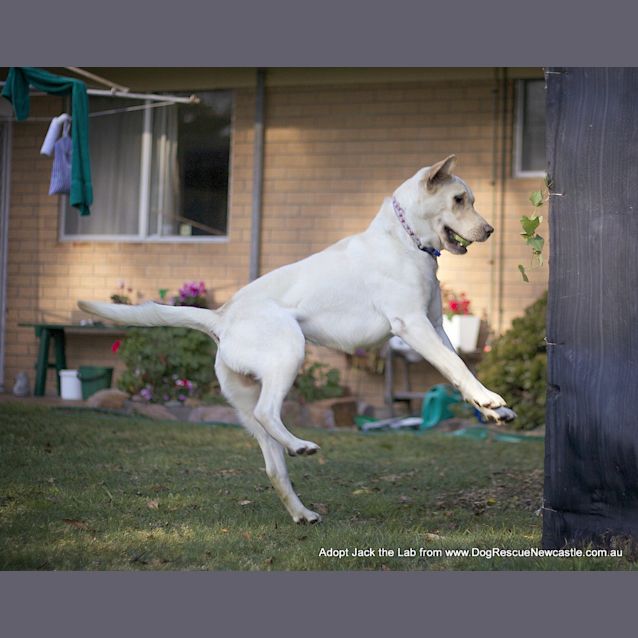 Photo of Jack The Labrador (On Trial 18/10/14)