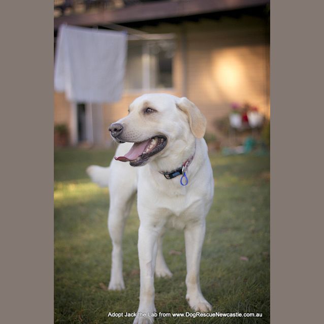 Photo of Jack The Labrador (On Trial 18/10/14)