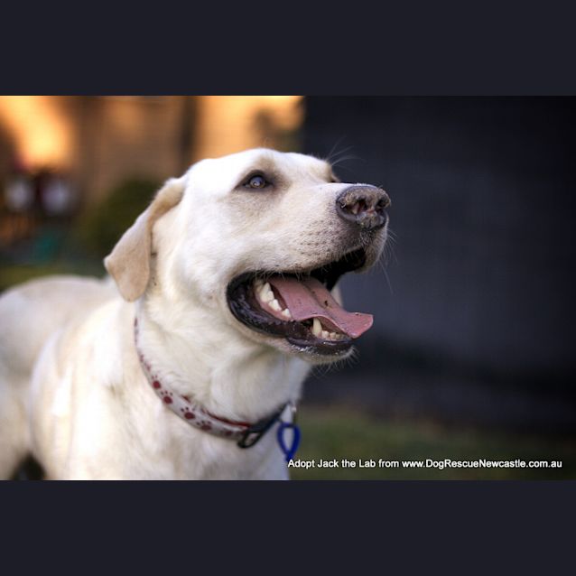 Photo of Jack The Labrador (On Trial 18/10/14)