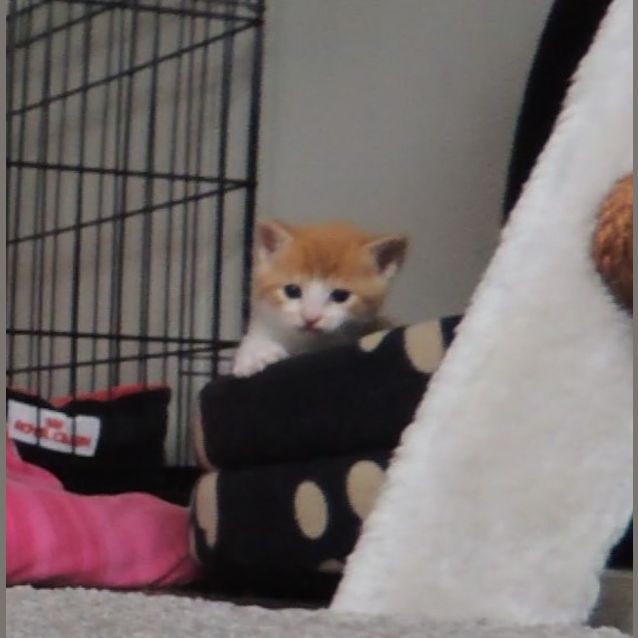 Photo of Oscar