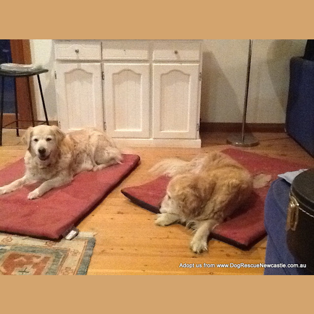 Photo of Daphne And Sam (Trial 11/10/14)~ Golden Retrievers