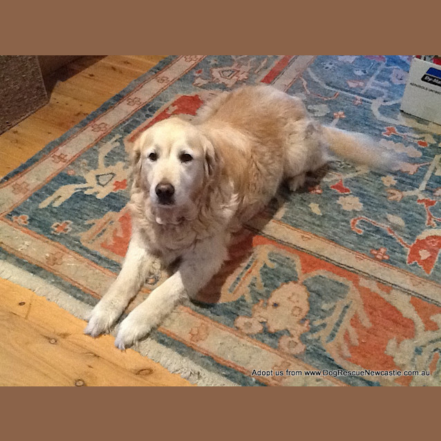 Photo of Daphne And Sam (Trial 11/10/14)~ Golden Retrievers