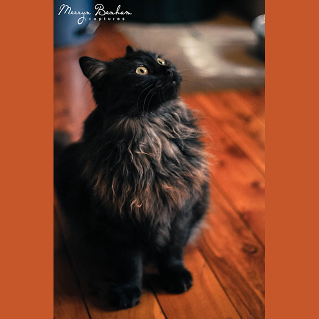Photo of "Topaz"   Purrfect Match