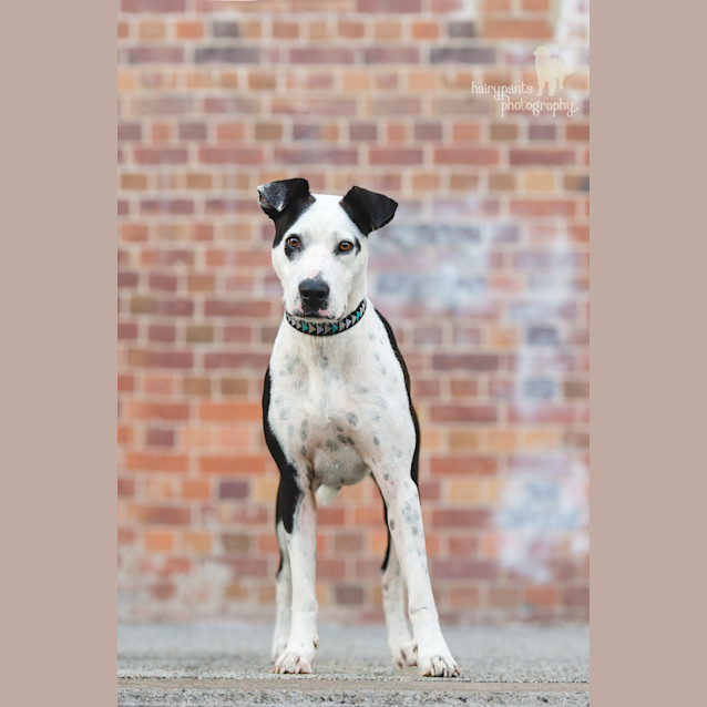 Photo of Morti