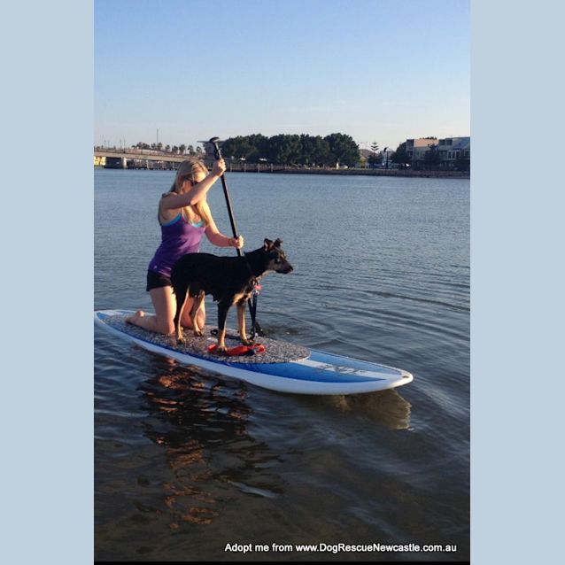Photo of Ellie (On Trial 10/1/15) 2yo Kelpie