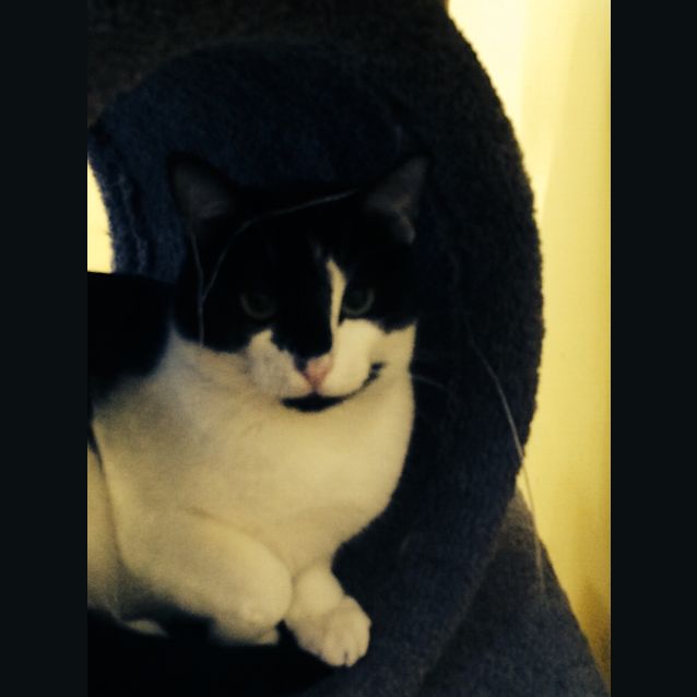 Photo of Rosie