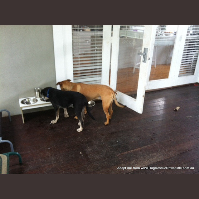 Photo of Nixon (On Hold Pending Adopt)~ Bull Arab X