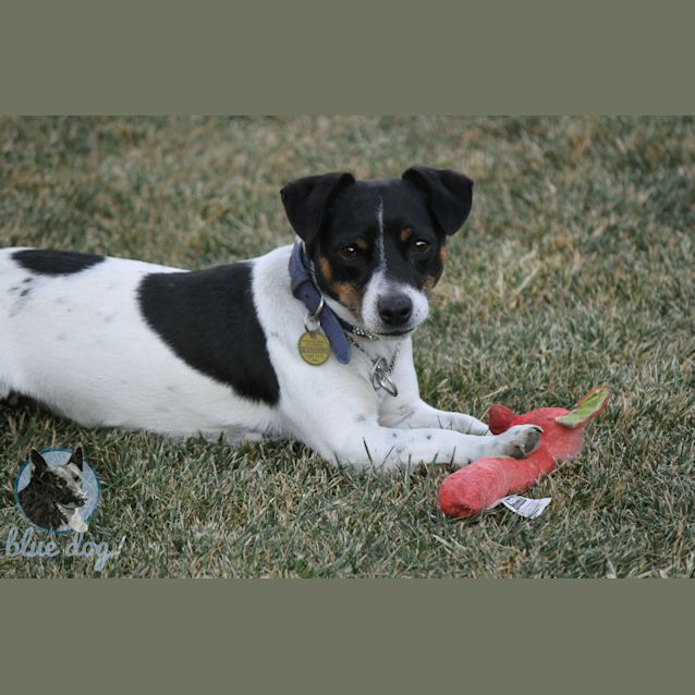 Photo of Max Desexed And Ready To Go