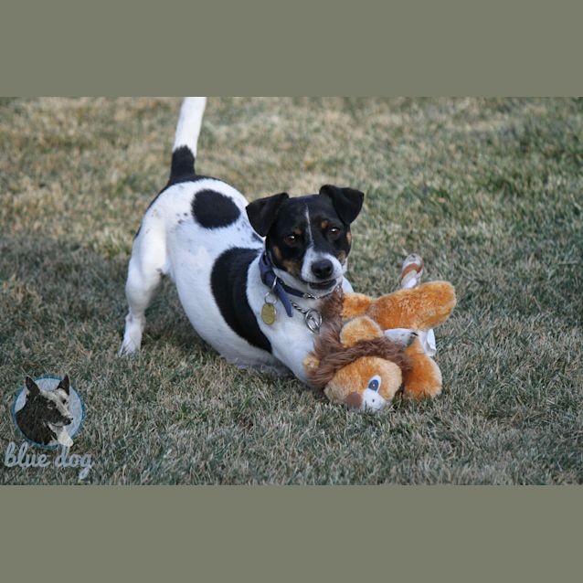 Photo of Max Desexed And Ready To Go