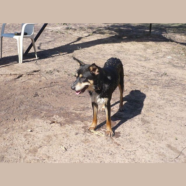 Photo of Chester (Adoption Pending)