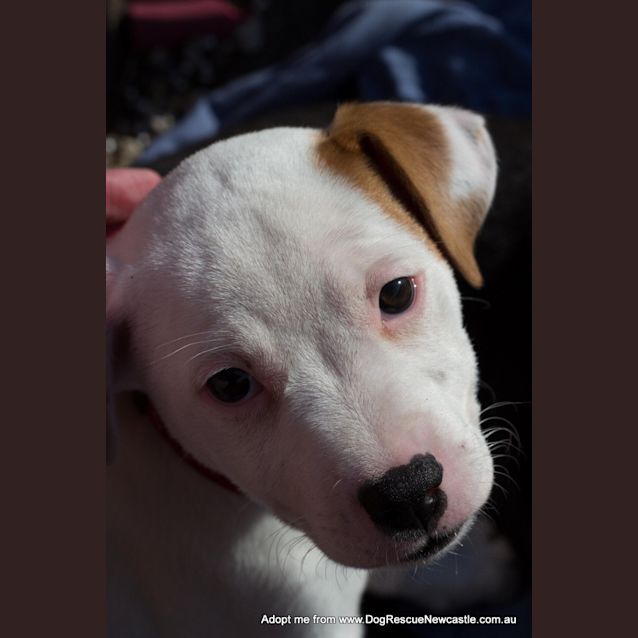 Photo of Puppy Pinto (On Trial 14/10/14) ~ Lab X Bull Arab
