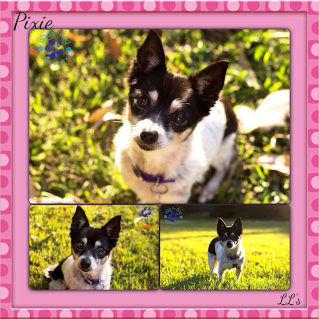 Photo of Pixie