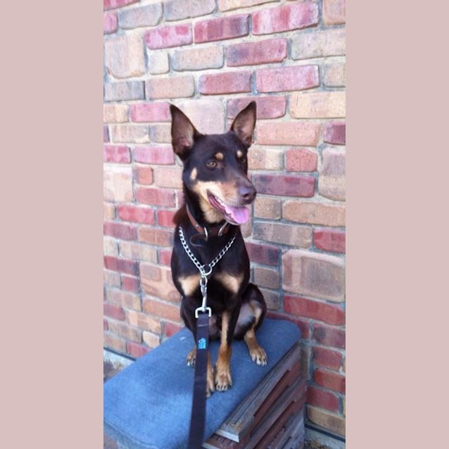 Photo of Kobie