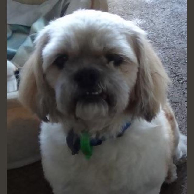 Photo of Furby