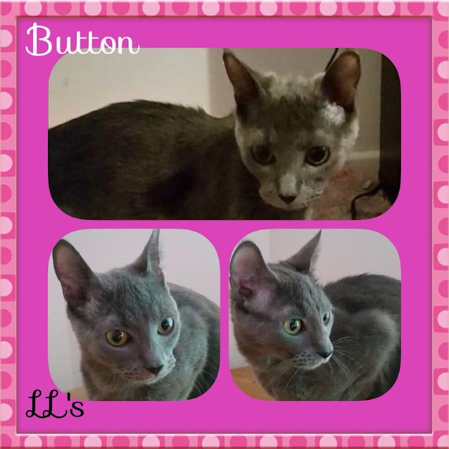 Photo of Button