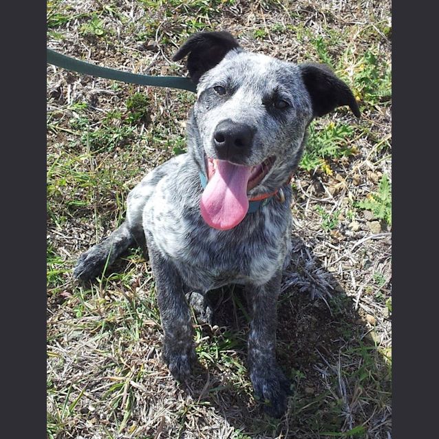 Photo of Ralph (Adoption Pending)