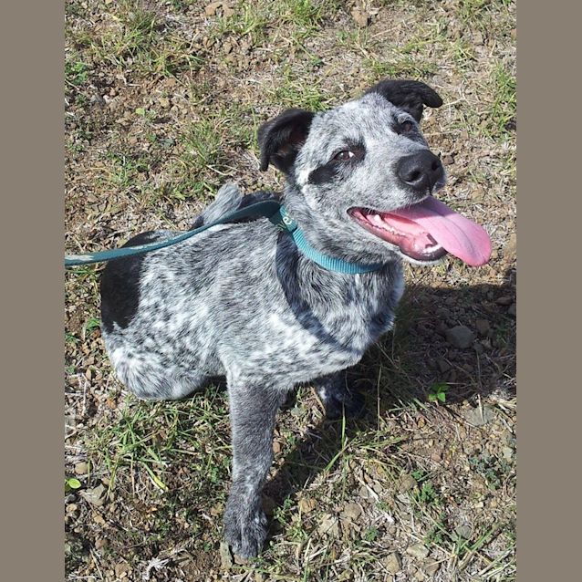 Photo of Ralph (Adoption Pending)