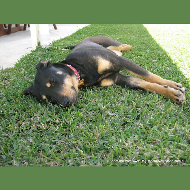 Photo of Zara (On Trial 14/10/14) ~ Rotti X Kelpie