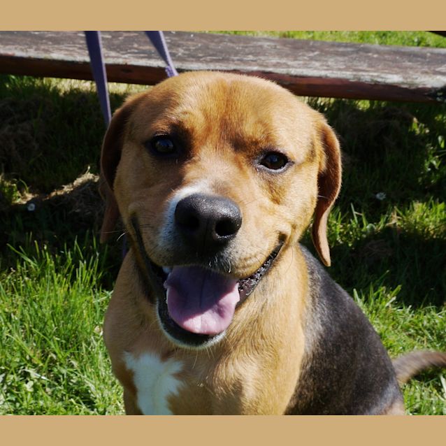 Photo of Rusty