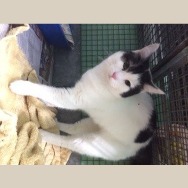 Photo of Tommy *Dog And Cat Friendly*