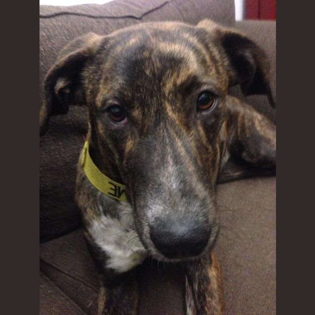 Photo of Olive "Ollie"   Loves Everyone!  Brisbane