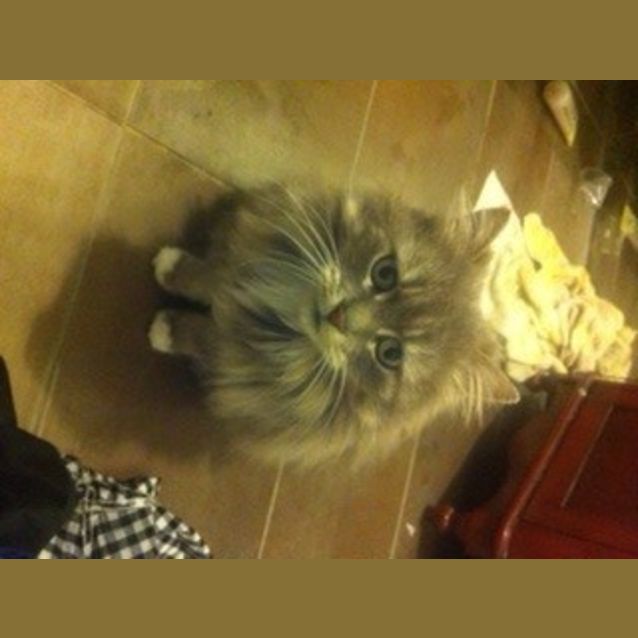 Photo of Bam Bam