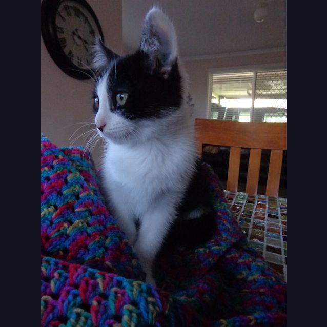 Photo of Onyx