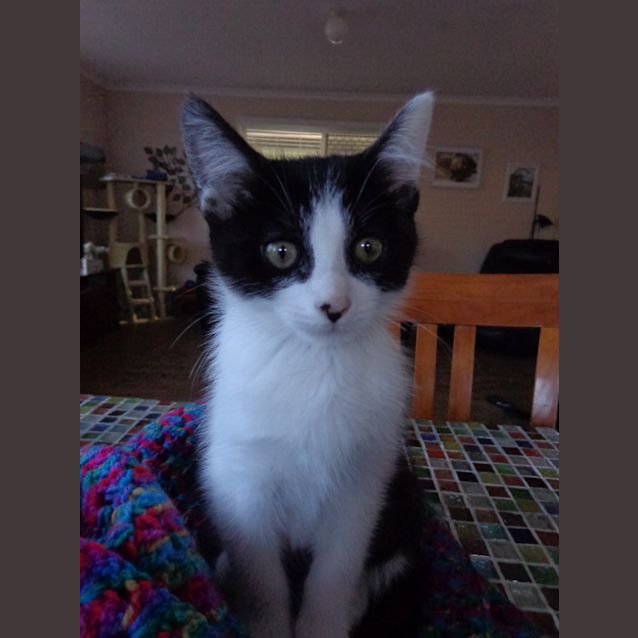 Photo of Onyx