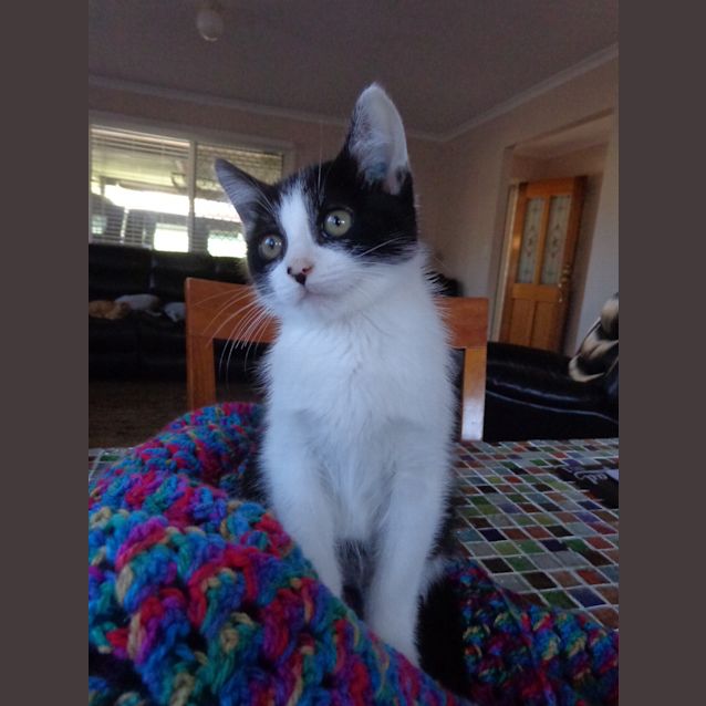 Photo of Onyx