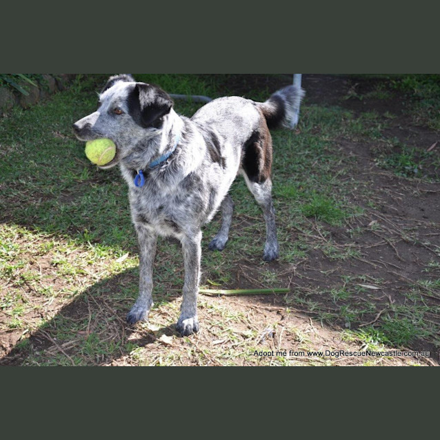 Photo of Rosie (On Trial 5/11/14)~ Bc X Cattle Dog