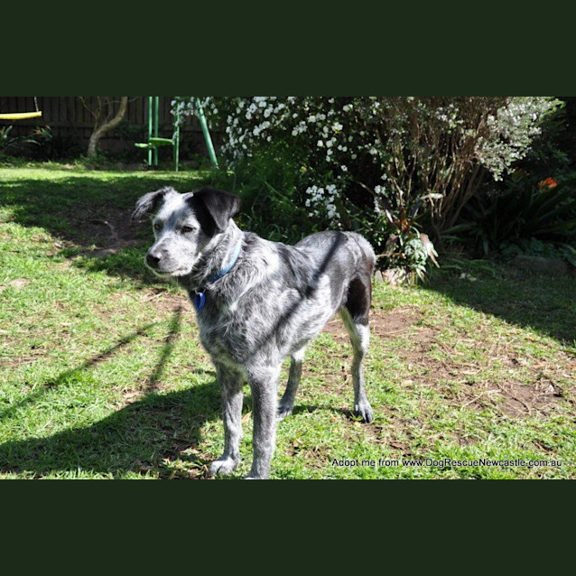Photo of Rosie (On Trial 5/11/14)~ Bc X Cattle Dog