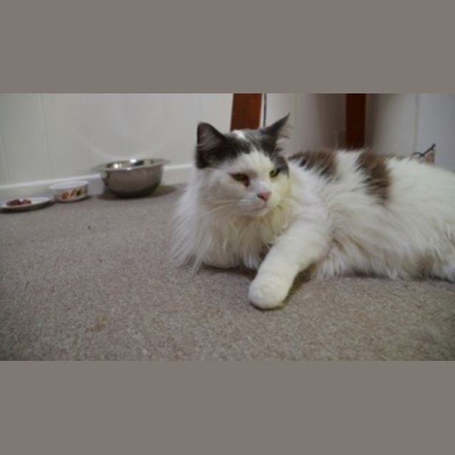 Photo of Monster (Monty)