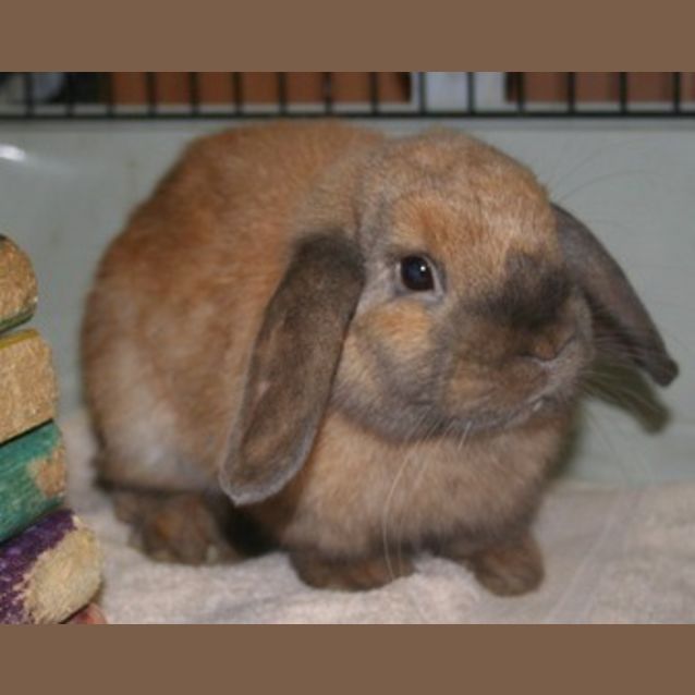 Photo of Bertie *V.I.B.