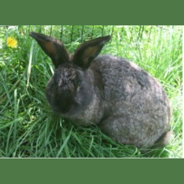 Photo of Thor