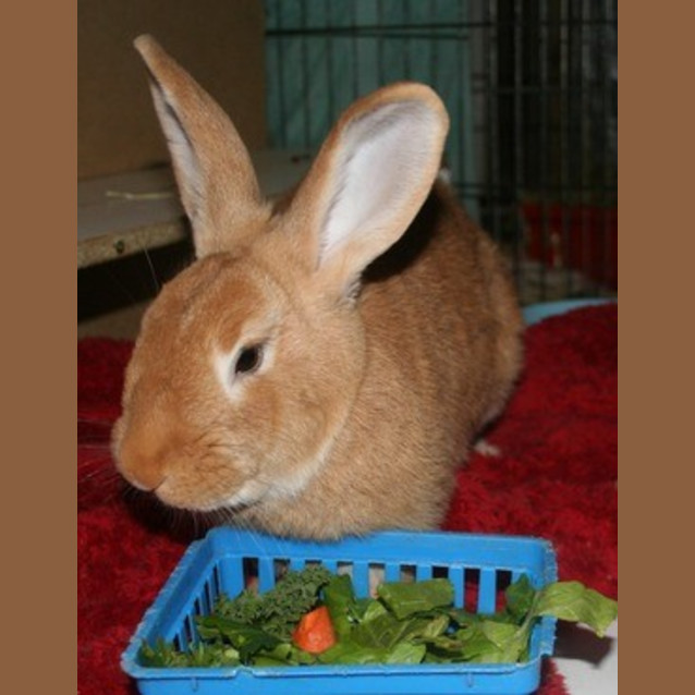 Photo of Rohan