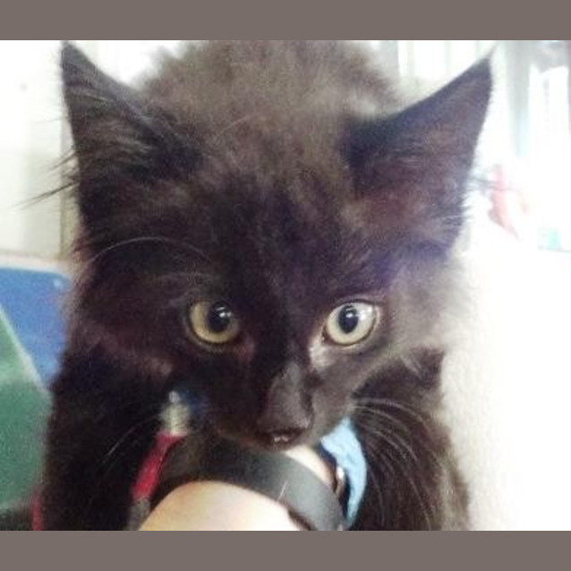 Photo of Hawkeye
