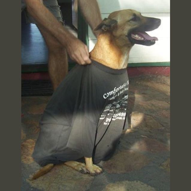 Photo of Molly Brown (At Rspca Big Adopt Day Sept 19 Bris)