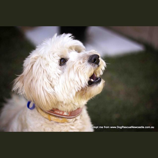 Photo of Teddy (On Trial 11/10/14 ~ Poodle X Japanese Spitz
