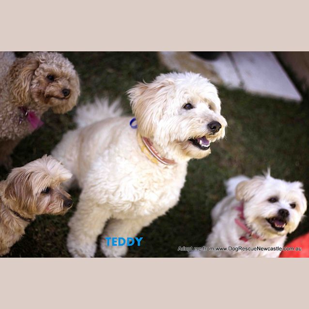 Photo of Teddy (On Trial 11/10/14 ~ Poodle X Japanese Spitz