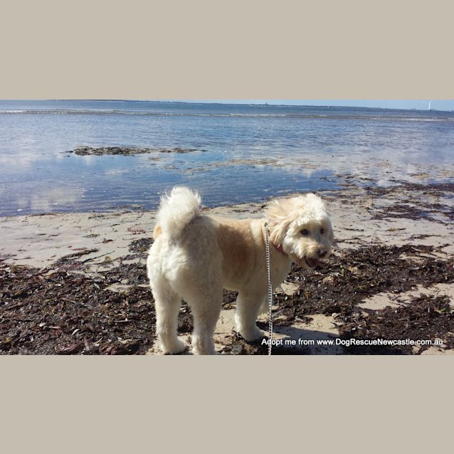Photo of Teddy (On Trial 11/10/14 ~ Poodle X Japanese Spitz