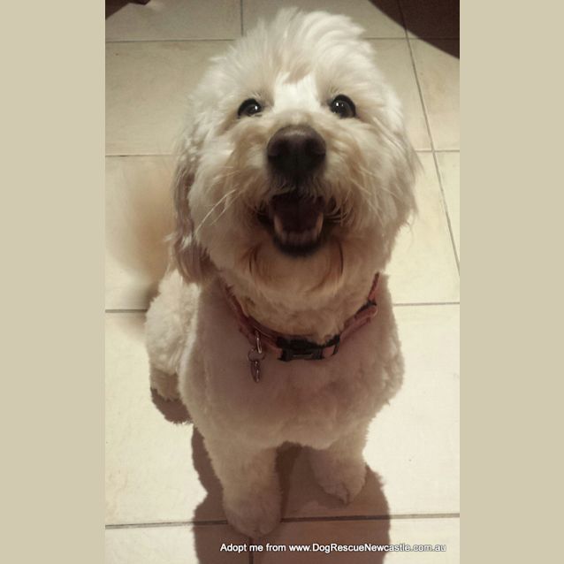 Photo of Teddy (On Trial 11/10/14 ~ Poodle X Japanese Spitz