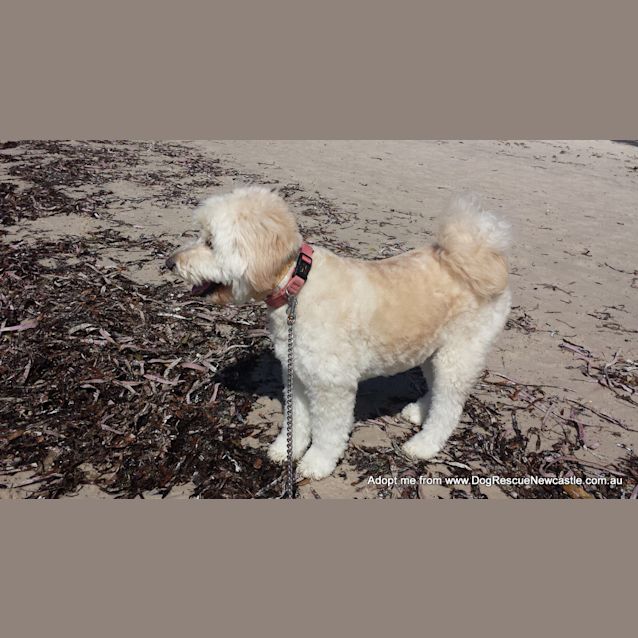 Photo of Teddy (On Trial 11/10/14 ~ Poodle X Japanese Spitz
