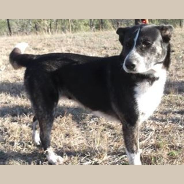 Photo of Morgan (Adoption Pending)