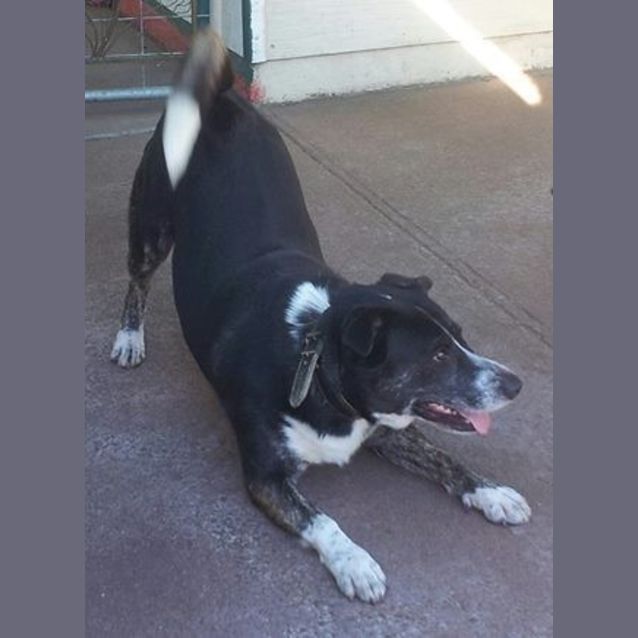 Photo of Morgan (Adoption Pending)