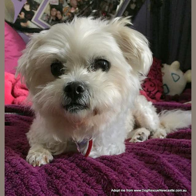 Photo of Sally (On Trial 10/10/14) ~ Pretty Maltese X